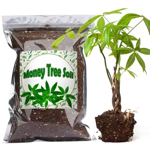 Doter organic money tree soil mix with balanced pH